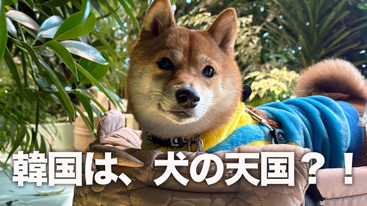 韓国カフェでおねだりの声が止まらない柴犬が可愛すぎる