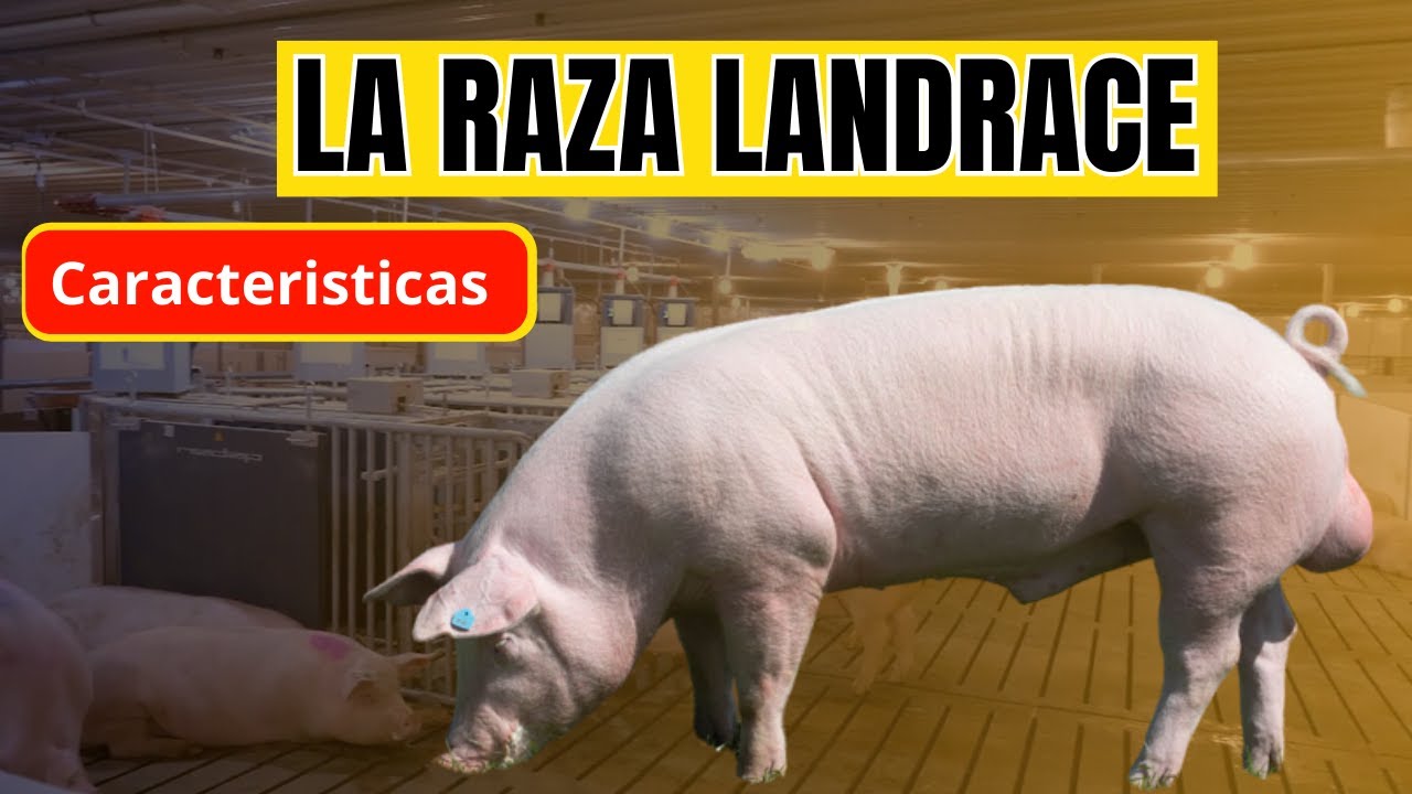 Conoce la raza de cerdo Landrace, Características y ventajas de esta raza porcina