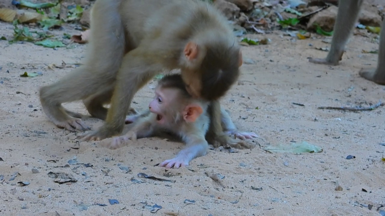 Good hearted Lily cling to comfort tiny when alert pity for milk, OOp carry lotus for mum