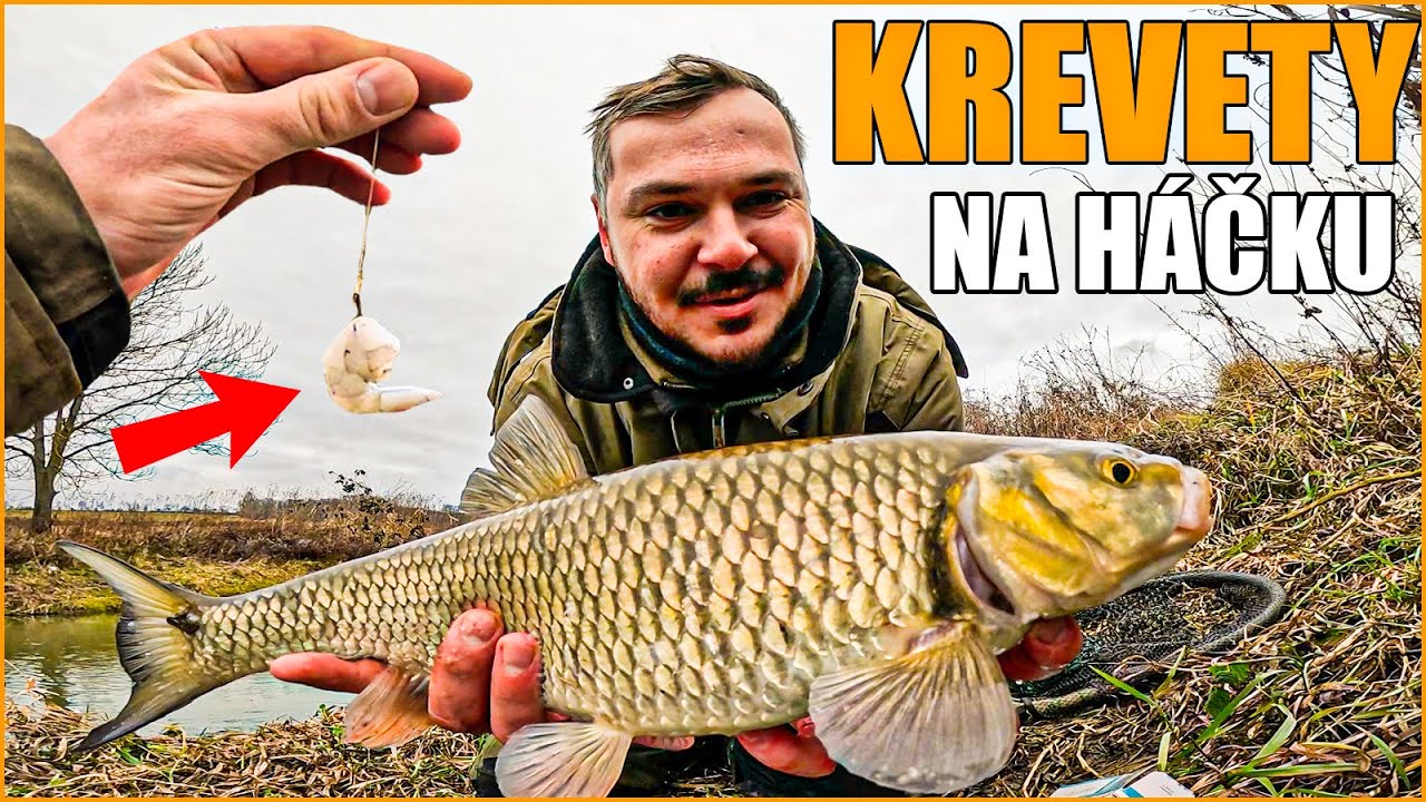 Může se kreveta použít jako nástraha v ČR-SK? / Skvělý tip pro zimní Rybaření Rybárčenie