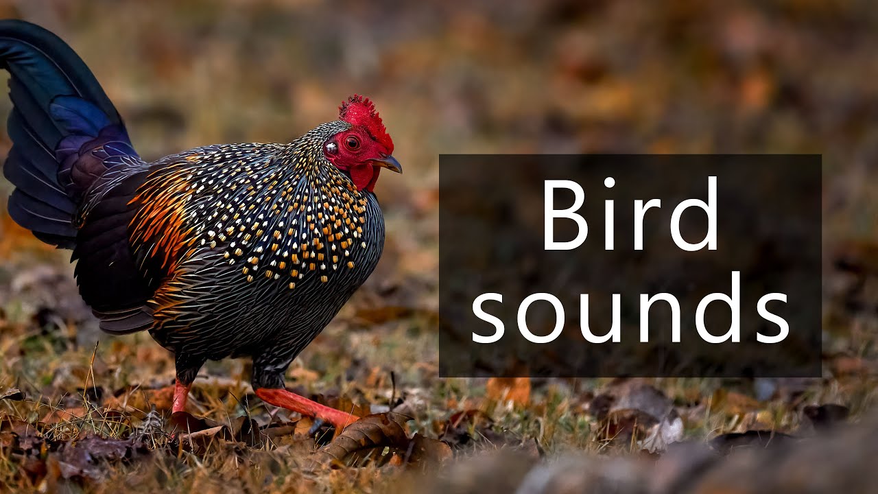 Grey junglefowl sounds