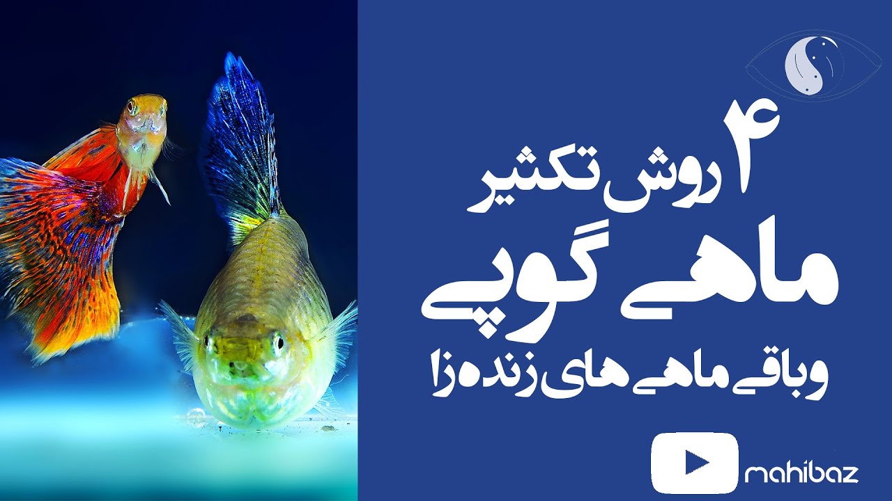 تکثیر ماهی گوپی و ماهیان زنده زا