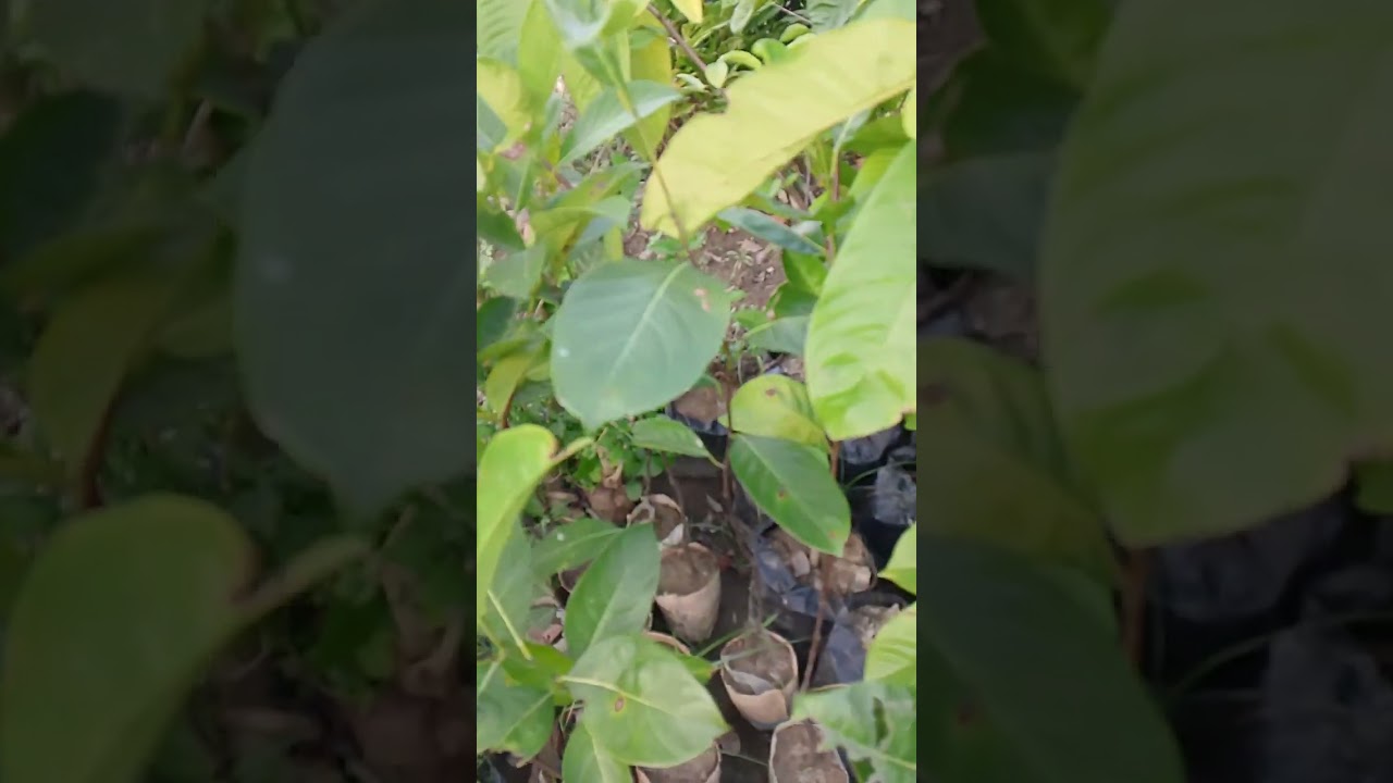 আমাদের জাহিদ নার্সারিতে শীতকালীন সহ অন্যান্য সময়ের চারা পাওয়া যায়  নম্বর ০১৭২৯৩০৮৫৭৮