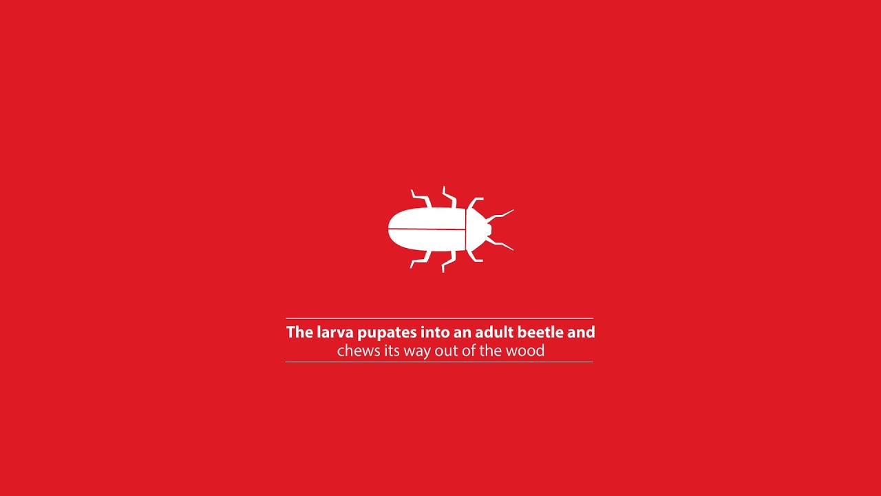 From egg to beetle: The life cycle of a woodworm | Rentokil