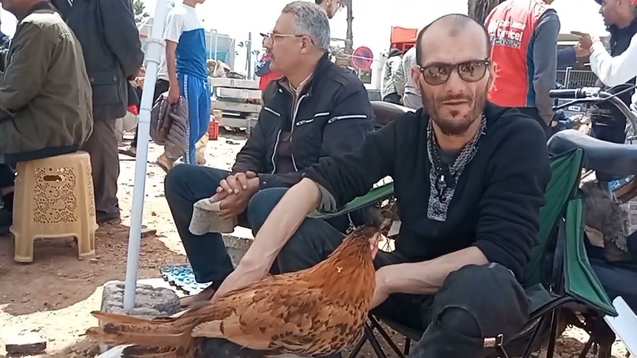 جديد سوق القريعة للحمام الزاجل لمحبي الحمام سيفيانوس وحمام الزينة ودجاج الزينة والارانب