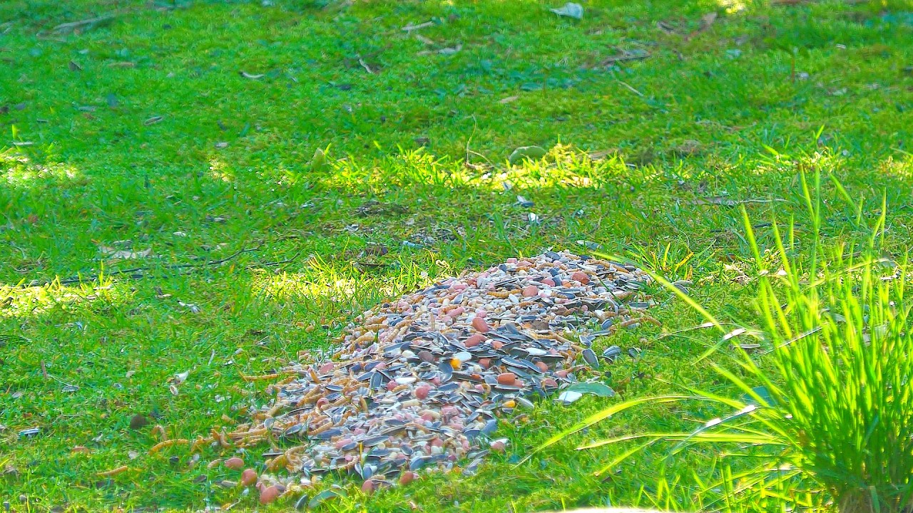 🦅Sights and sounds of wildlife Dunoon.🐿️​