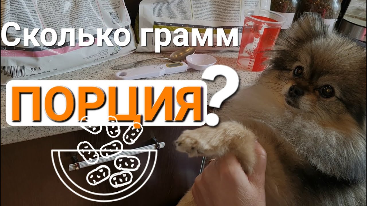 Как кормить Шпица? Как рассчитать суточную порцию корма?