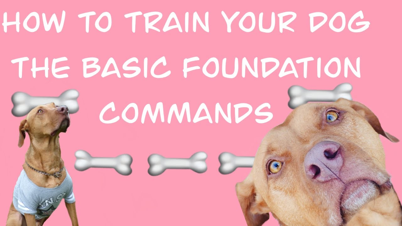 How to Train Your Dog The 5 Basic Commands (sit, stay, lay down, shake, come)