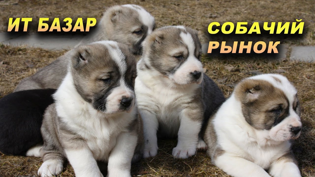🐕ИТ БАЗАР👍СОБАЧИЙ РЫНОК