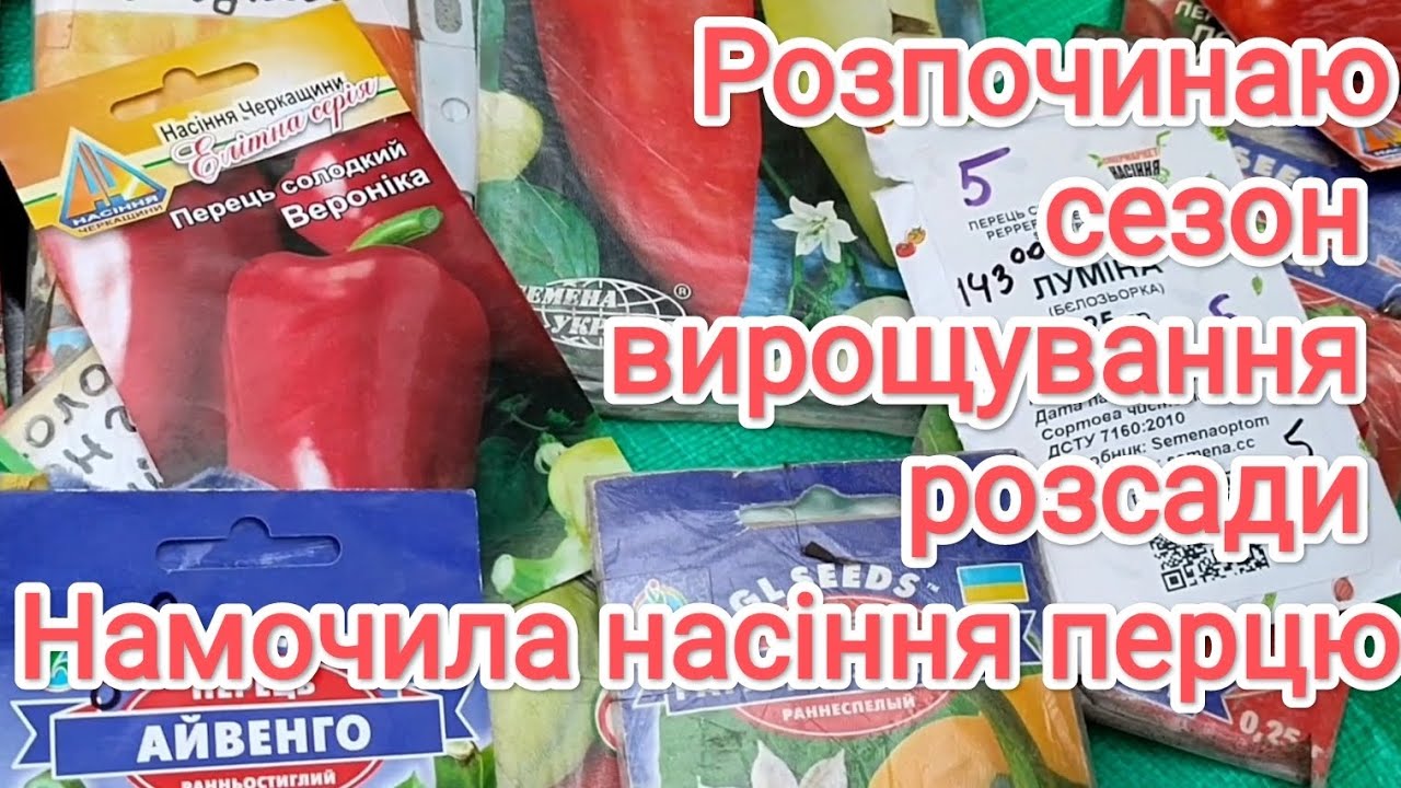 Намочила насіння перцю для вирощування розсади для продажу.