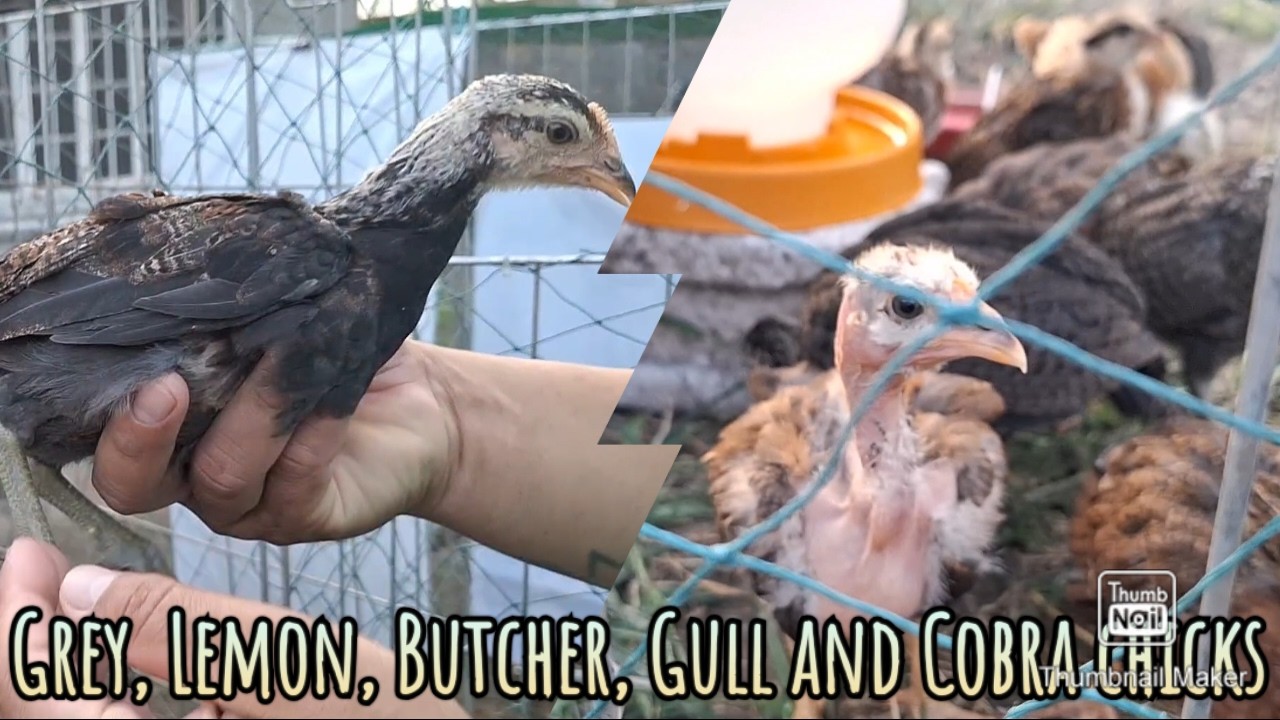 Grey, Cobra, Lemon, Gull, Butcher at Sweater naming mga sisiw