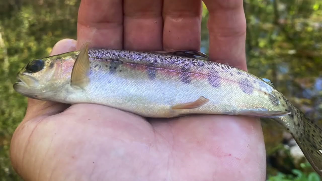 Fast Trout Catches From Across Missouri Creeks, Rivers, Lakes, Parks - w/ Spinner Lures -Blue Ribbon