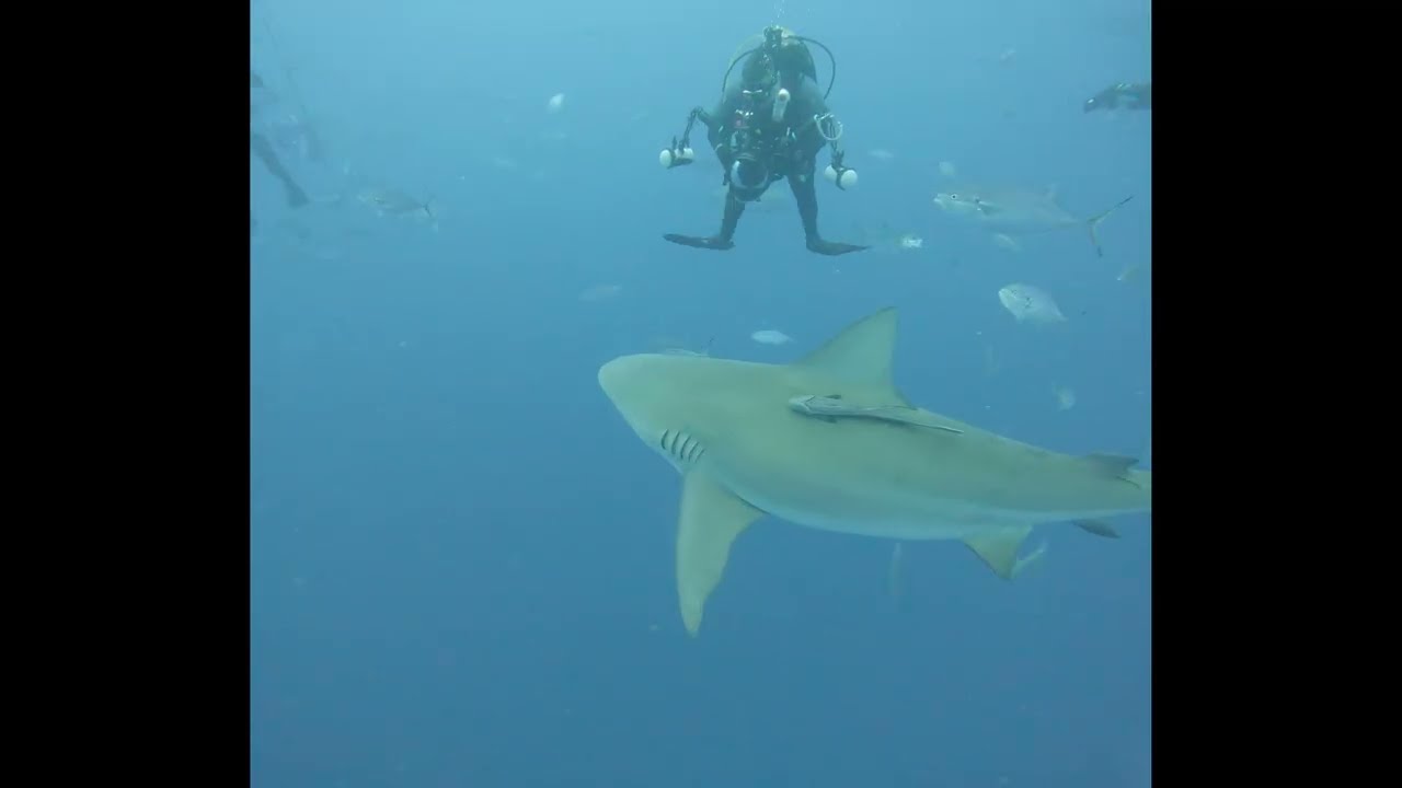 Face to Face With Bull Sharks | Extreme Diving