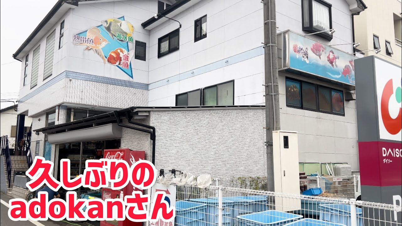 土浦鑑賞魚さんに久しぶりに金魚を見に行きました！