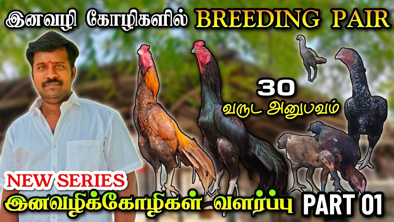 இனவழி கோழி வளர்ப்பில் BREEDING PAIR தேர்ந்தெடுப்பது? | இனவழிகோழிவளர்ப்பு PART 01 | #Lineagebreeding