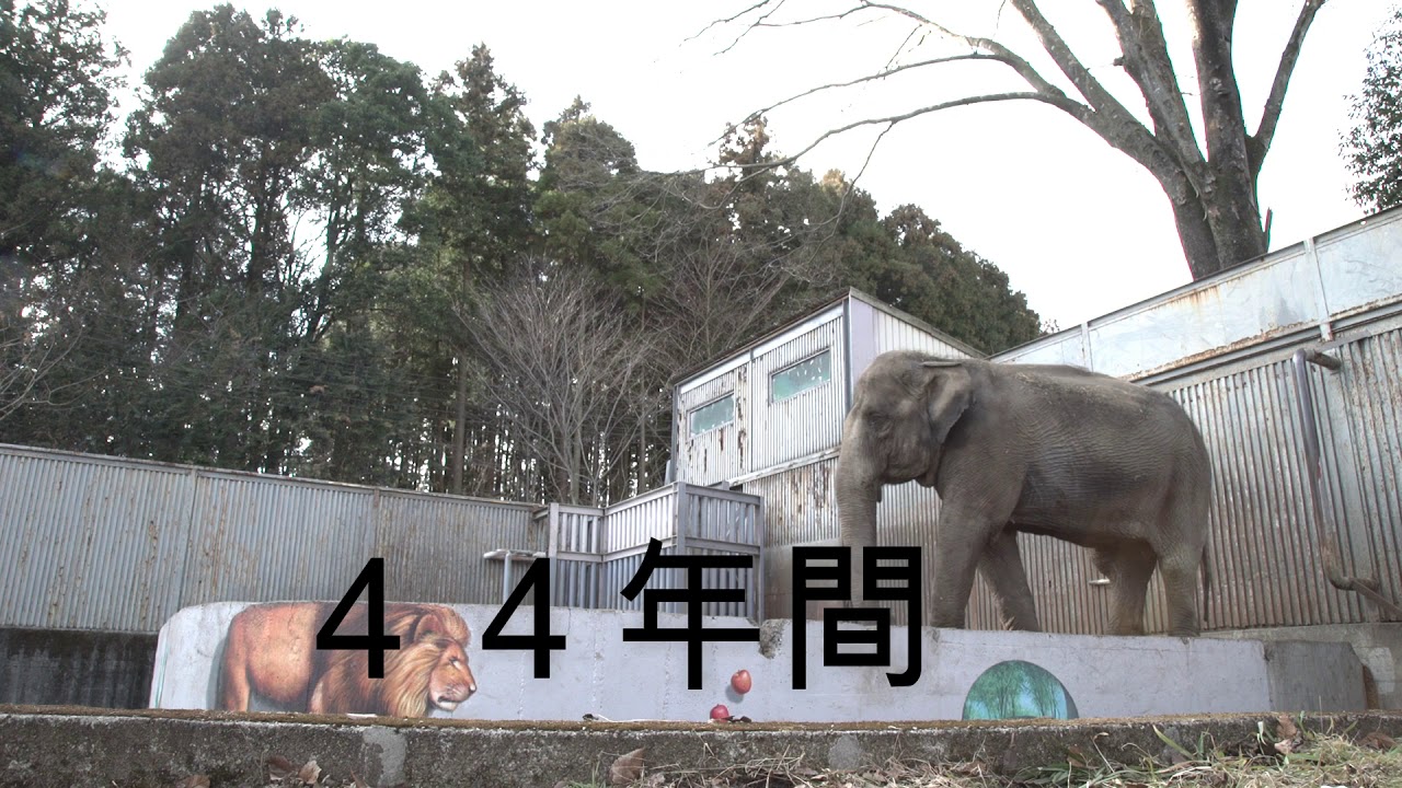 寂しいゾウの宮子：４４年間宇都宮動物園で一頭のまま