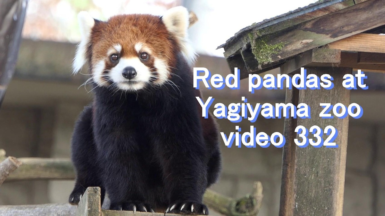 八木山レッサーリポート332 レッサーパンダ Red panda at Yagiyama zoo video_332 八木山動物公園