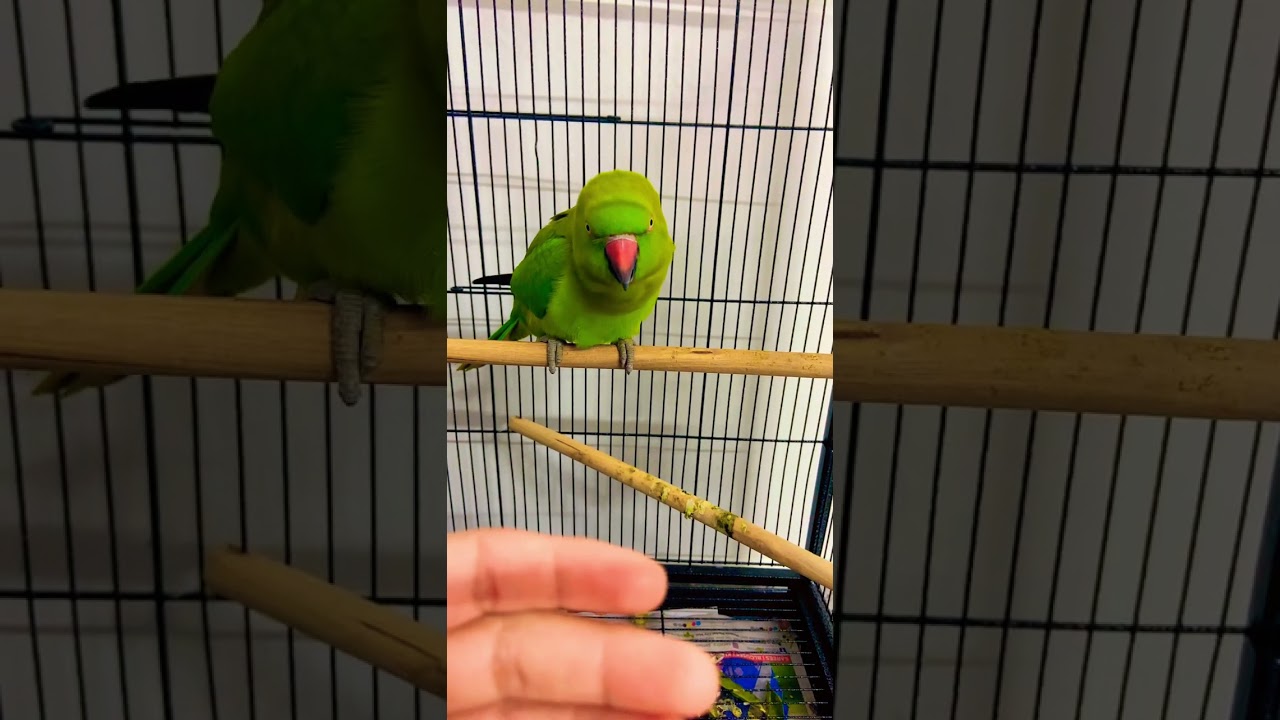 How to train your parrot to come out in the cage 🥰