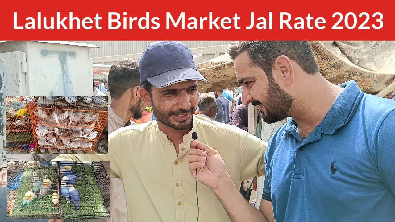 Lalukhet Birds Market Jaal Rate  Update Sep-24 2023