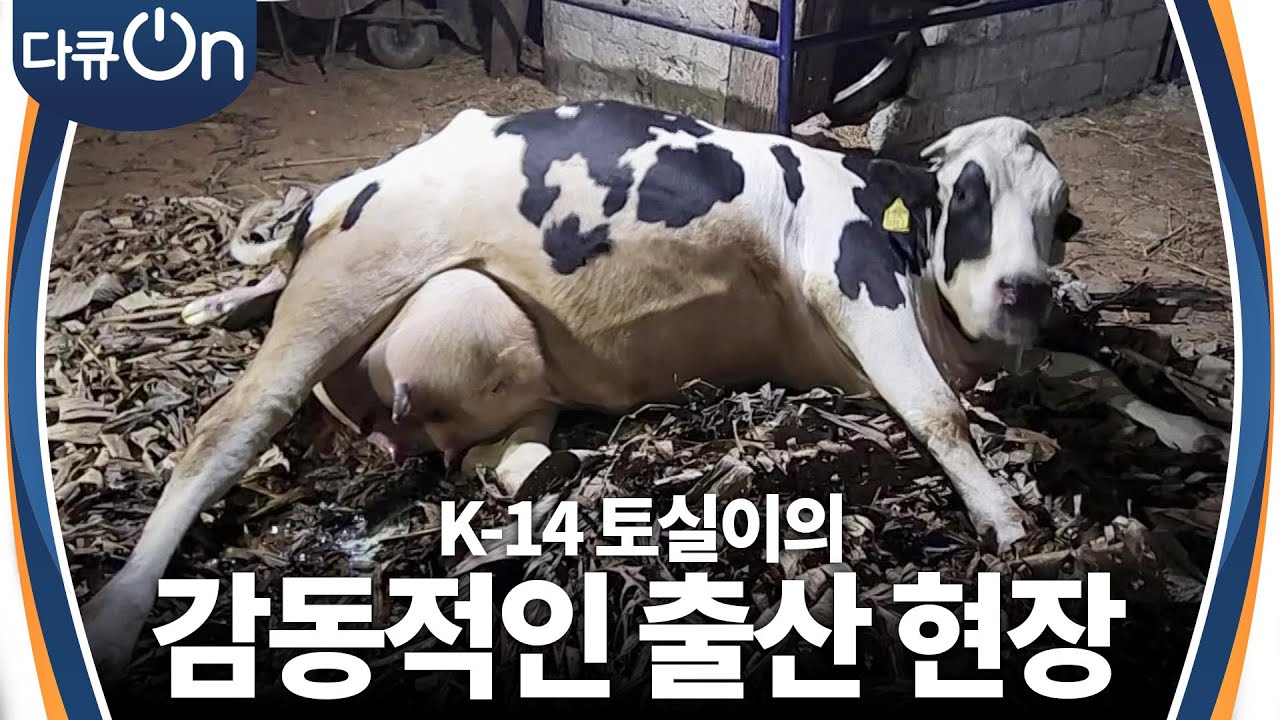 한국 젖소의 첫 출산일! K-14 토실이의 감동적인 출산 현장을 담다 [다큐ON-Docu ON] | KBS 240316 방송