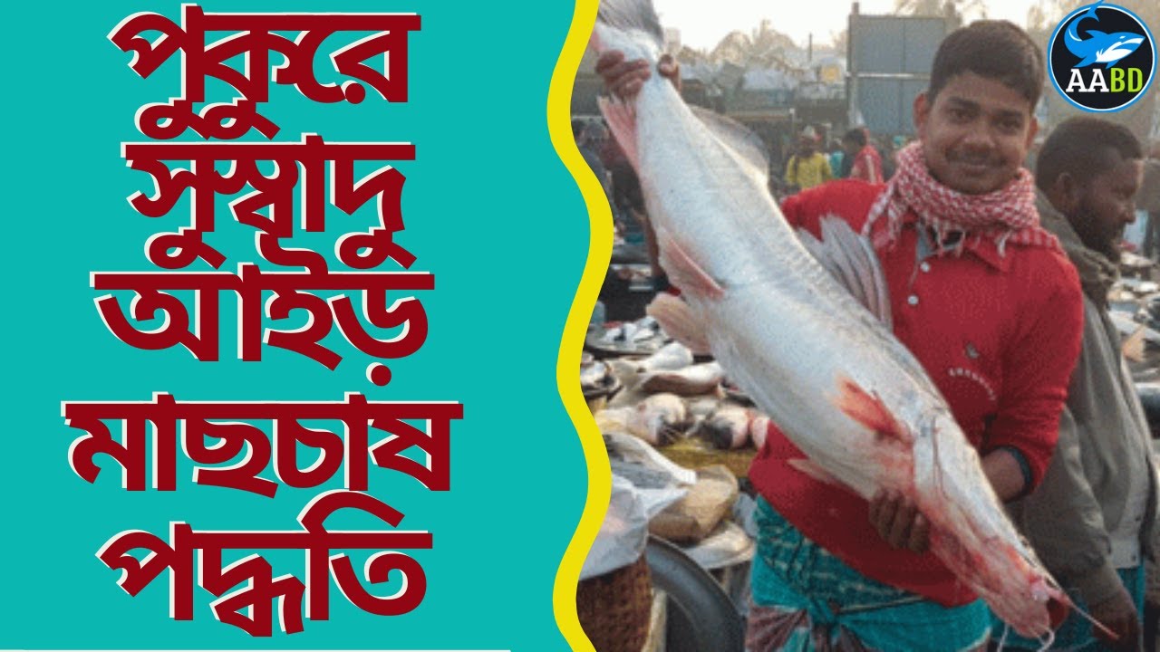 পুকুরে সুস্বাদু আইড় মাছ চাষ পদ্ধতি (Culture Technique of Air Fish in Pond)