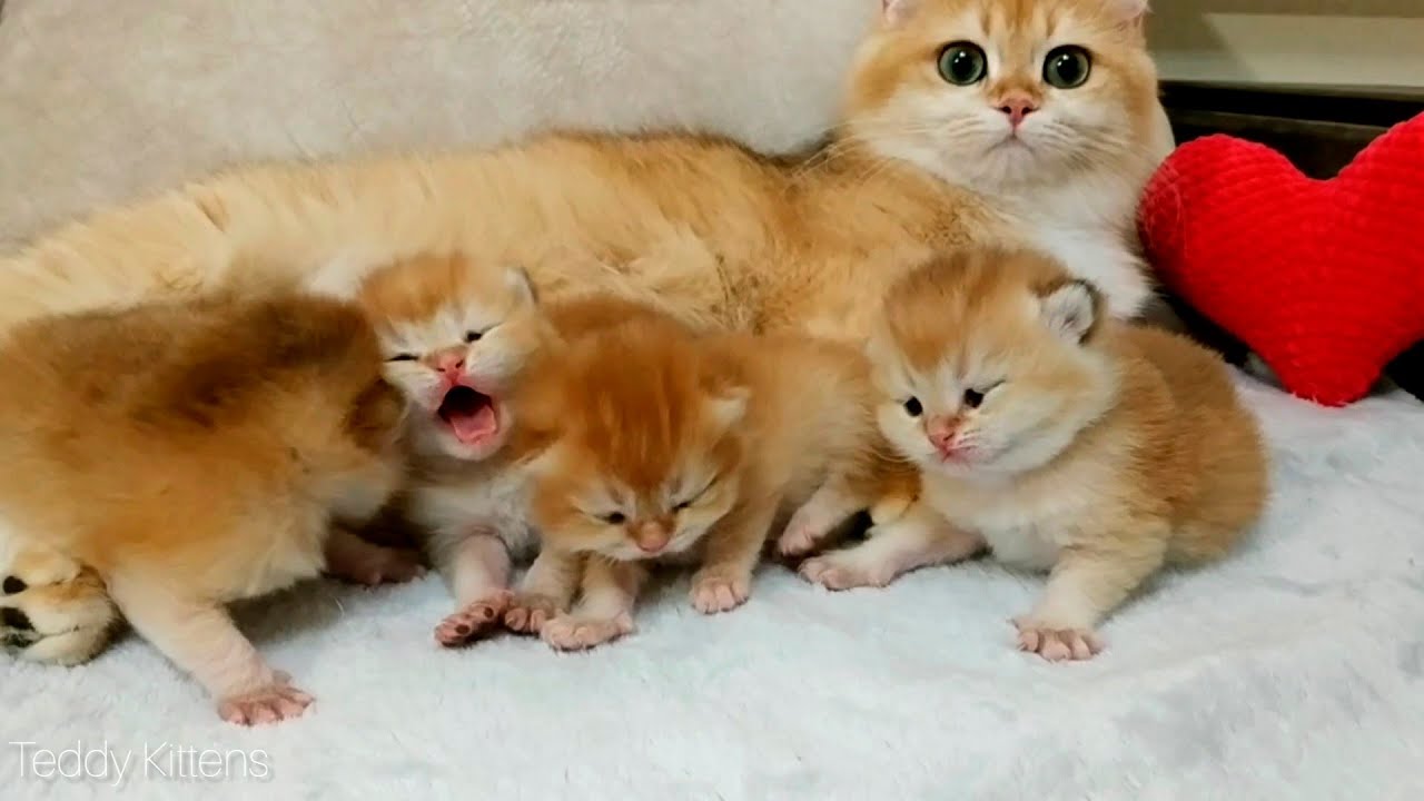 😍 11 Дней после Рождения | Плюшевые солнышки | Видео 2020 Котята