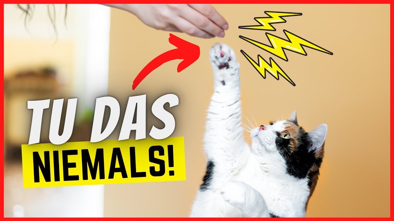 3 krasse Fehler, die deine Katze komplett versauen!