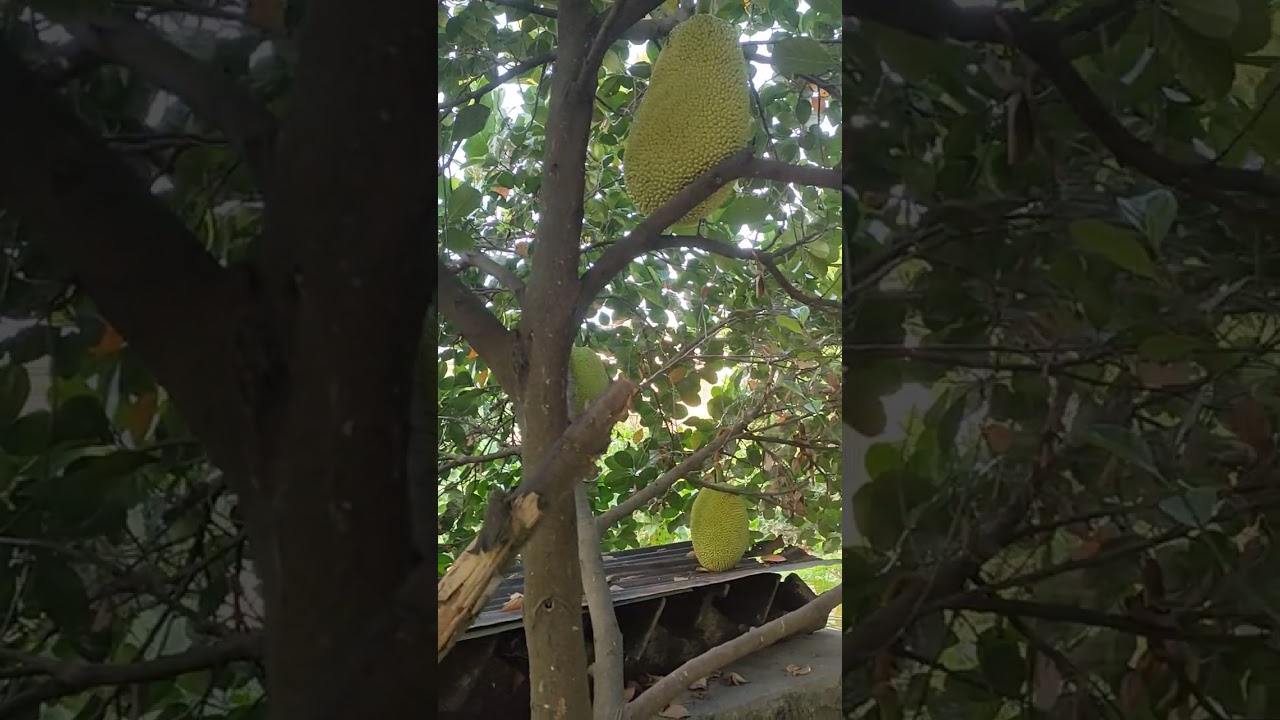Honest Review of EVIARC JACKFRUIT #EVIARCJackfruit #TinkerbellesGarden