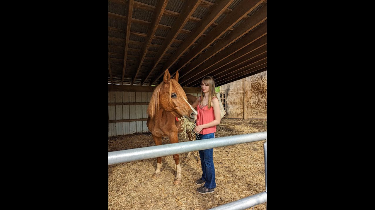 My Dream Horse Arrives (rescued from the kill pen)