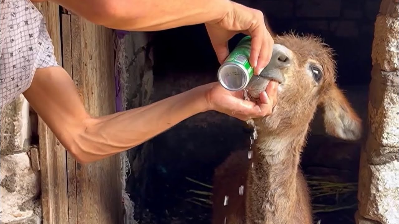 اقوي تجميعه فيديوهات كوميدي لـ العجل عنتر وعيد | ايمن محمد