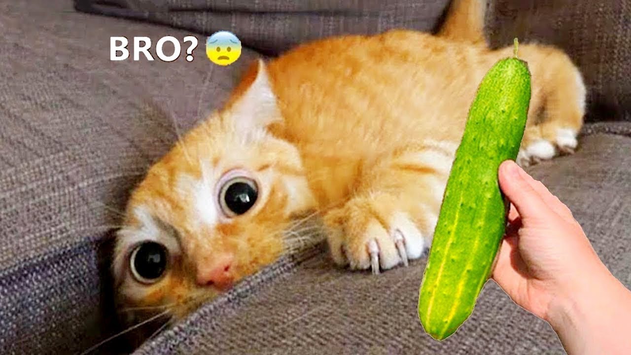 The funniest animals / Jokes with cats and dogs 2023 / #3