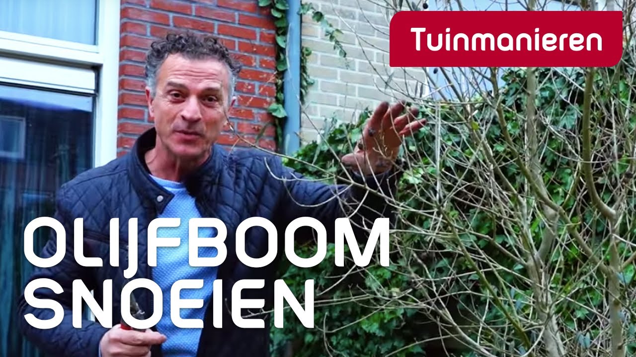 De olijfboom snoeien: hoe doe je dat? | Tuinmanieren
