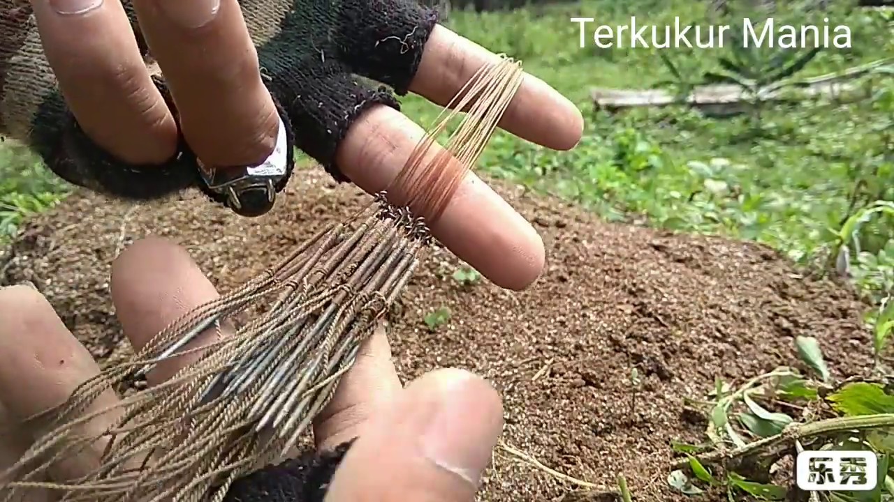 Menangkap burung terkukur idaman tanpa melukai