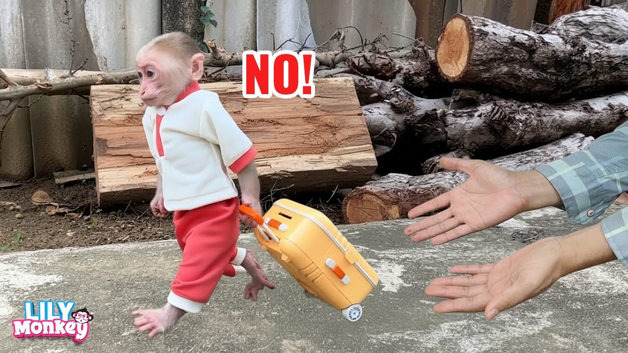 OMG! Lily left home with her luggage after arguing with dad | Lily's story