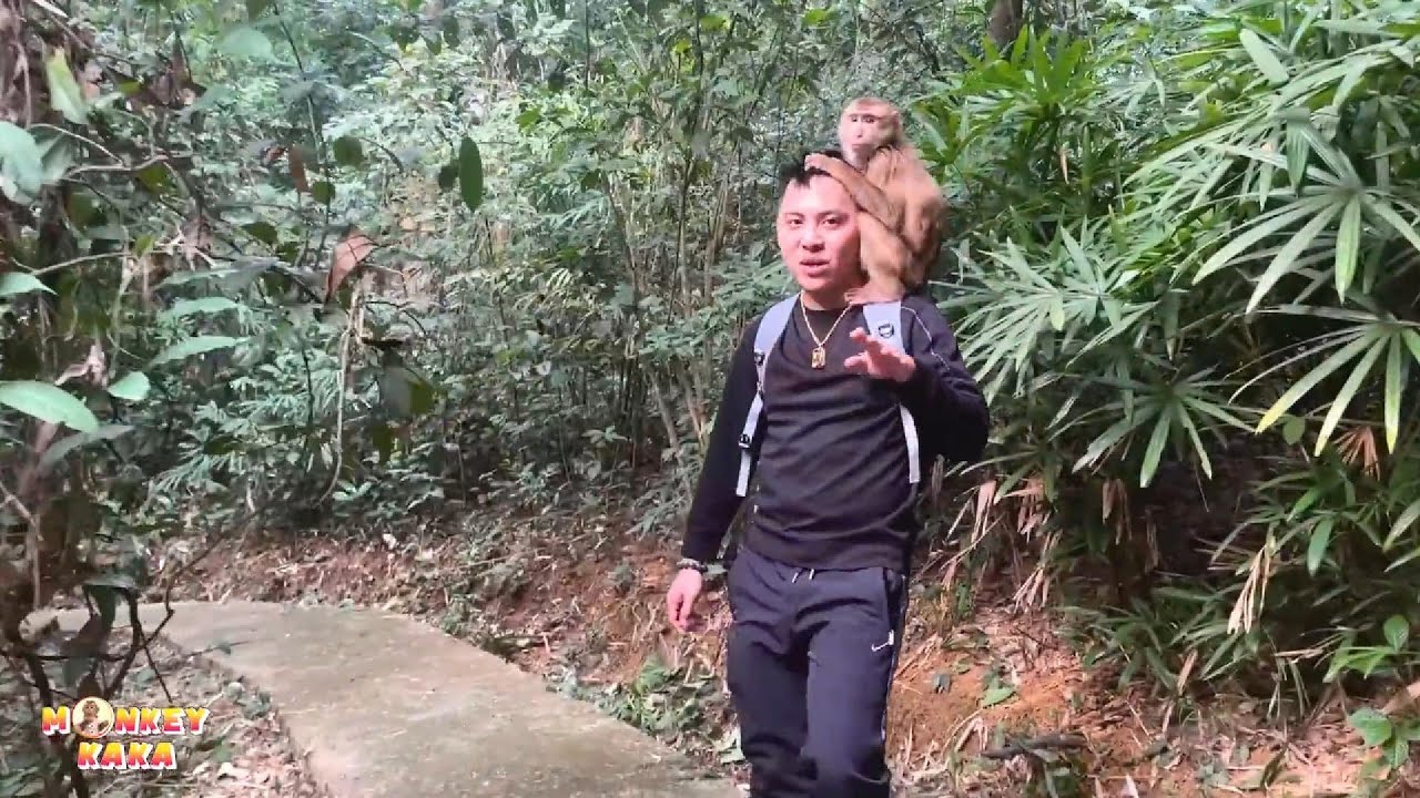 Dad and Monkey Kaka are strolling around the forest where Monkey Kaka lives.