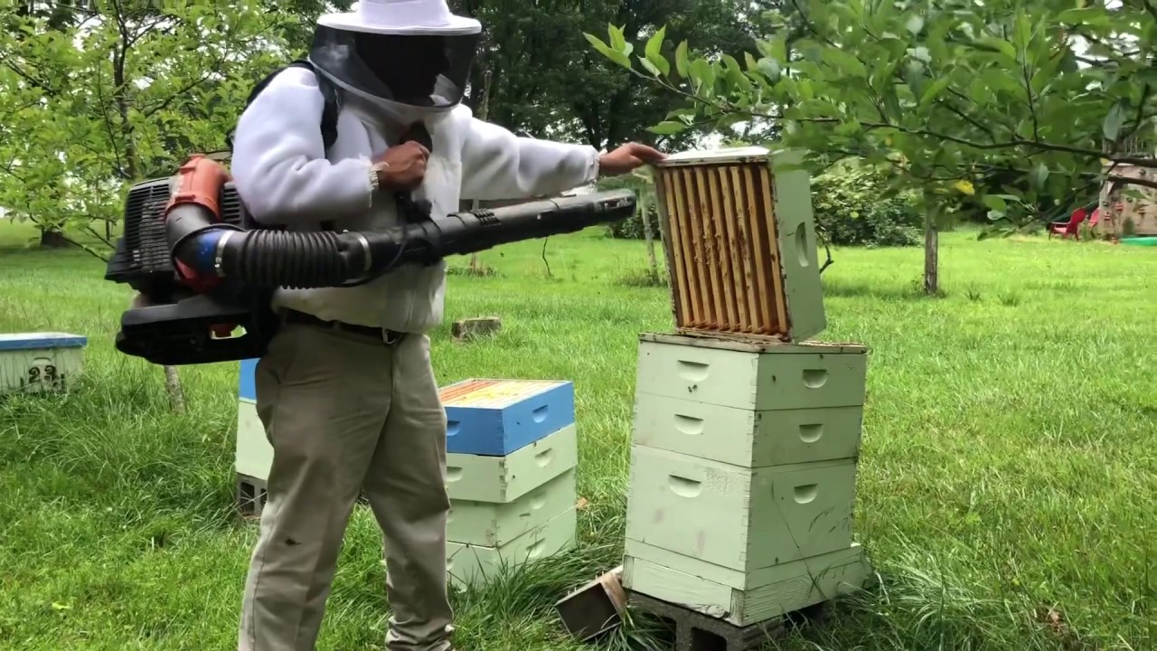 Removing Honey Supers
