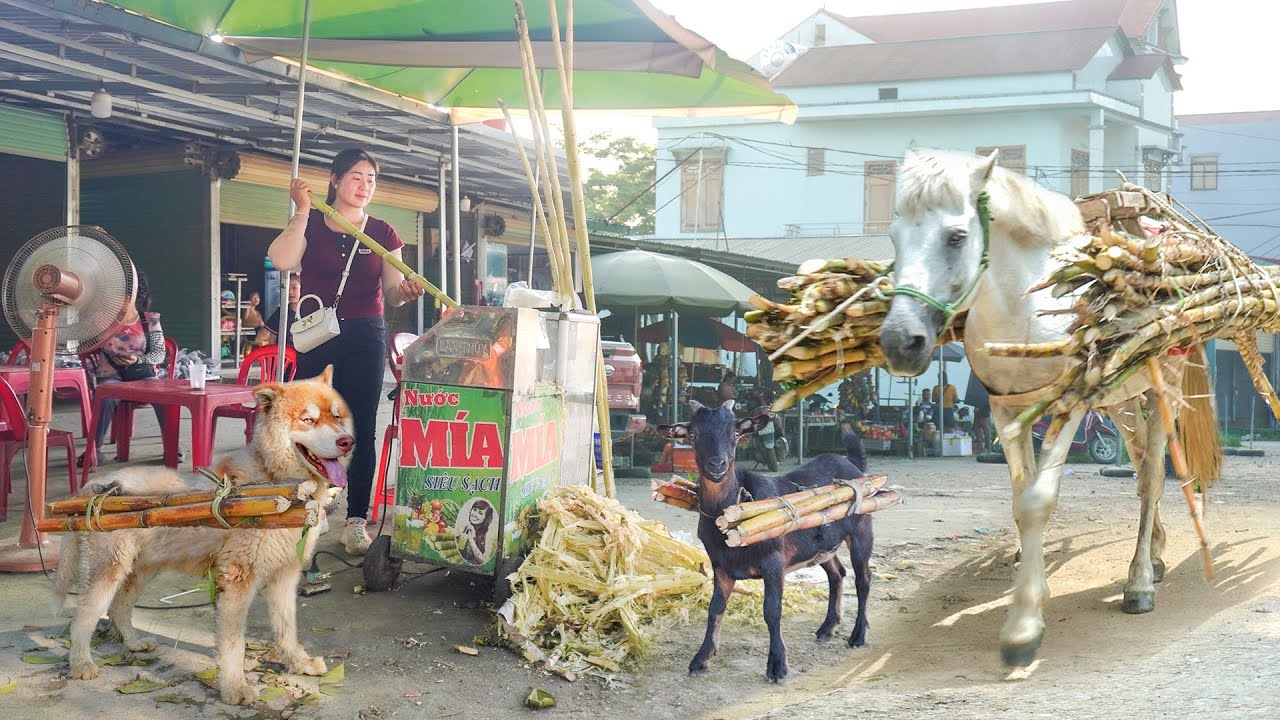 A Horse, Goat, Pig, Dog Help The Owner Carry Sugarcane Go To Sell At Countryside Market
