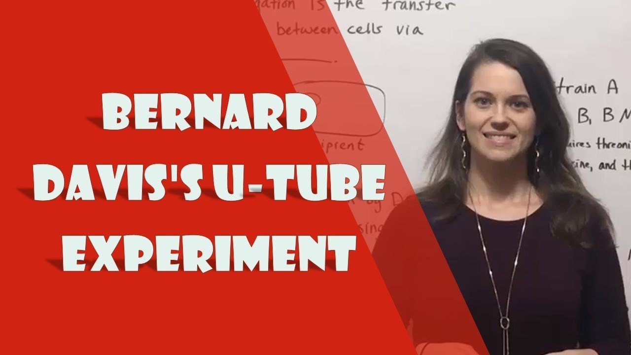 Bernard Davis's U-Tube Experiment (Conjugation)