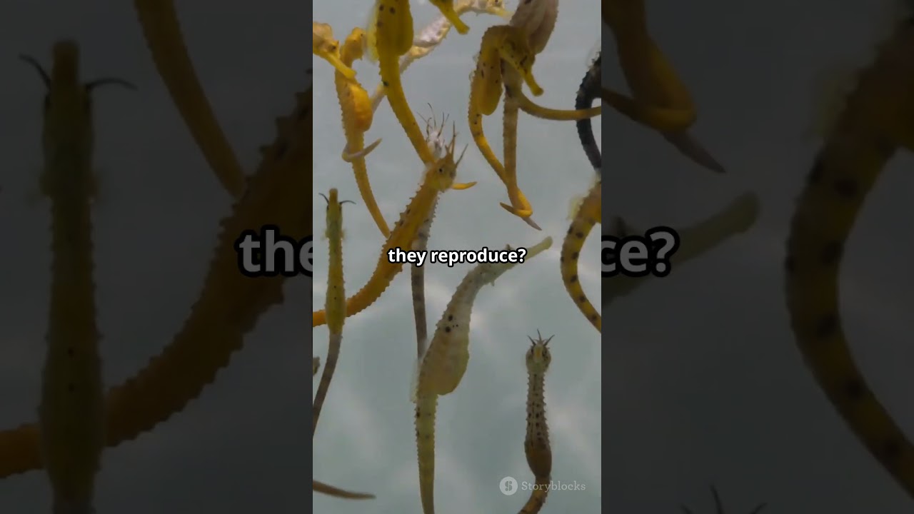 TOP 10 WEIRD FACTS HALIMEDA GHOST PIPEFISH IN 2025 