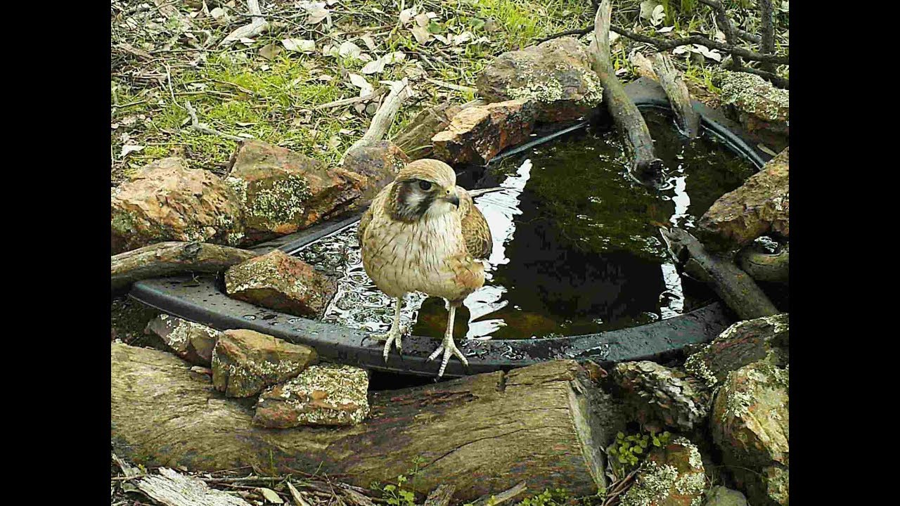 Brown Falcon - a striking short term visitor