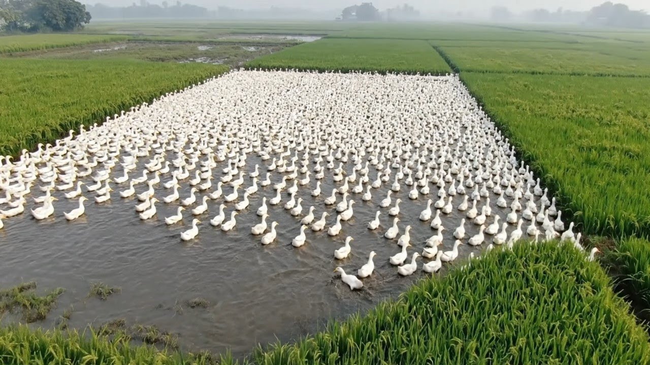 Rice Duck Farming How to Grow Organic Rice Without Pesticides