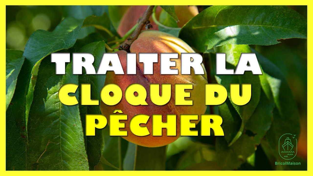 Comment traiter la cloque du p&ecirc;cher naturellement