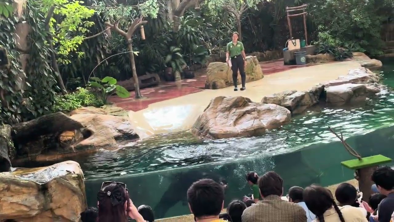 Day 2 – Into the Wild 🌴🐅Memories made at the Singapore Zoo 🇸🇬💚 #singapore #singaporezoo 
