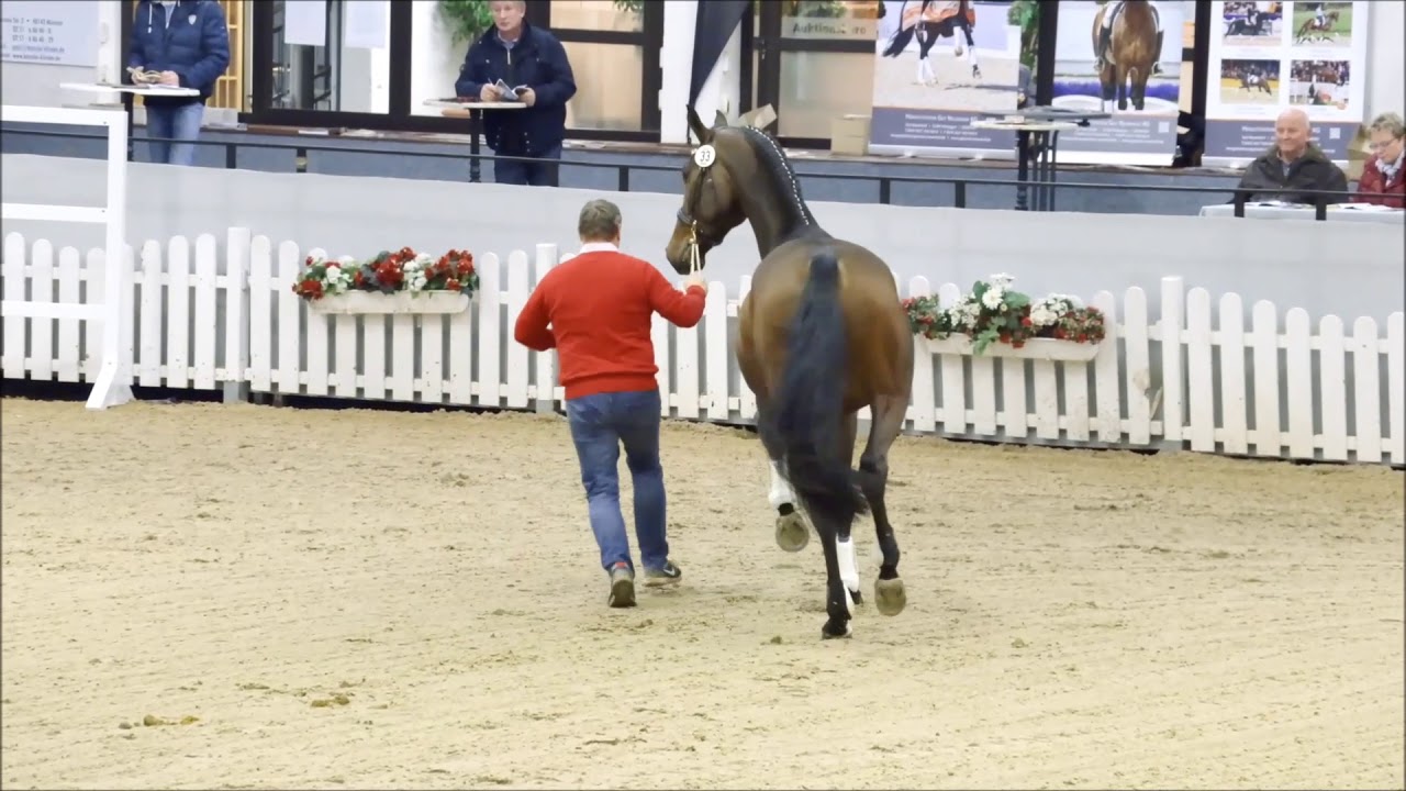 Luxinar v. Lux Z x Quinar Hengstschau Februar 2018