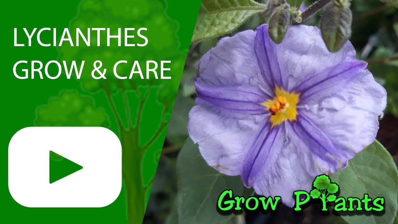 Lycianthes - grow & care ( hedge plant) Potato bush