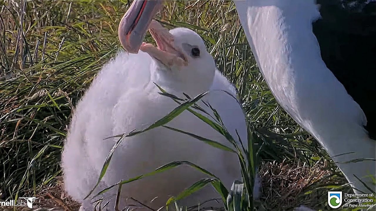 Royal Albatross - BOK ❤️ can't stay away from her little chick for too long 🐥👑