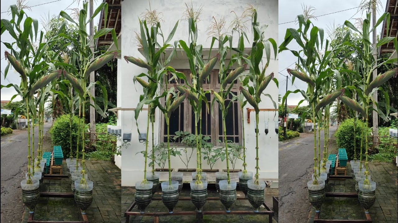 minim lahan menanam jagung di galon mudah dan menyenangkan || how to plant corn in a used gallon