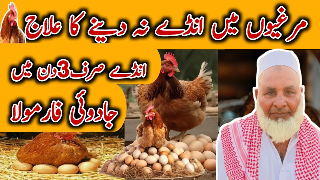 Murgi Anda NaDe To Kya Karen?|How to Enhance Hens Eggs|Start a poultry farm in2024Detail video part3