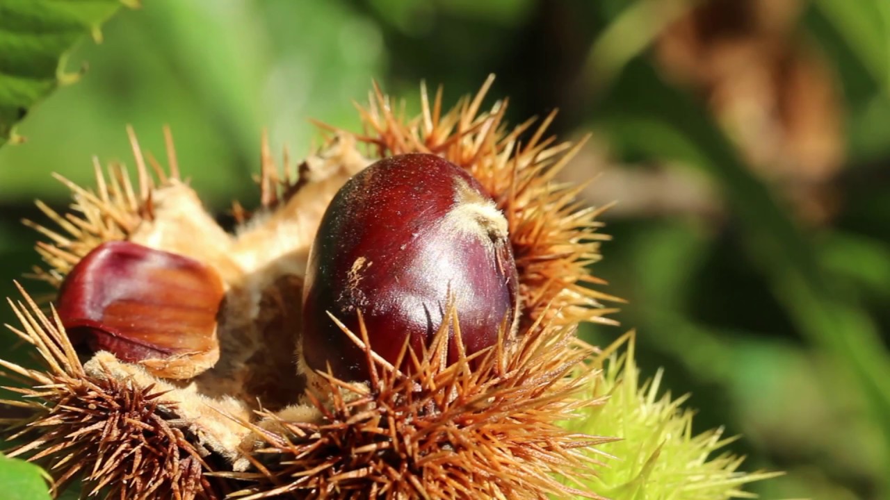 Chestnut: a natural, local resource empowering cosmetic innovation
