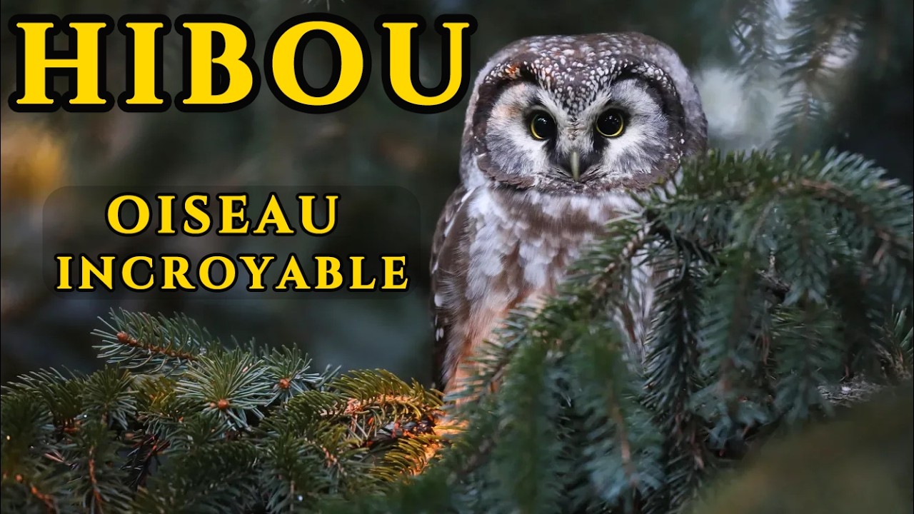 Hibou &mdash; anatomie d'un chasseur parfait